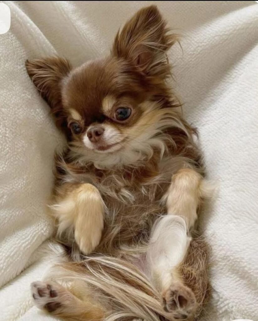 WhatsApp Image 2025-09-26 at 10.35.34 AM