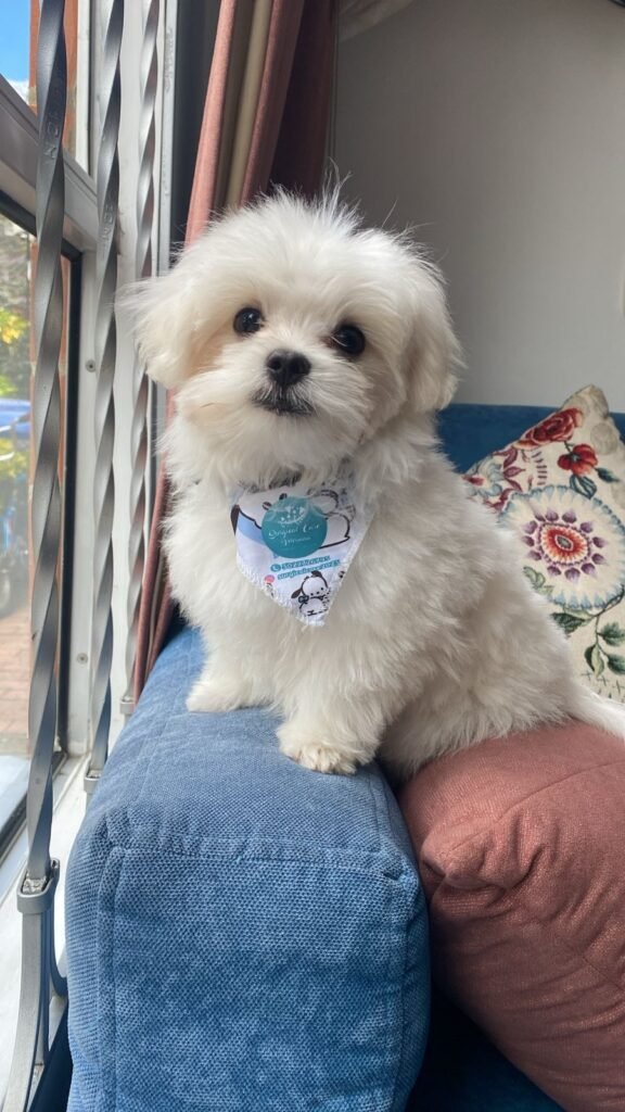 WhatsApp Image 2025-09-26 at 10.38.40 AM