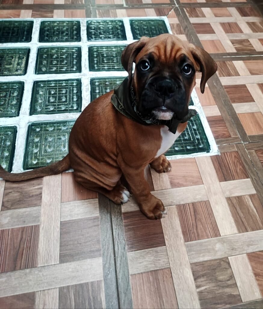 WhatsApp Image 2025-09-26 at 11.44.26 AM