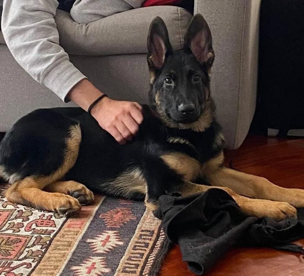 WhatsApp Image 2025-09-26 at 11.48.54 AM